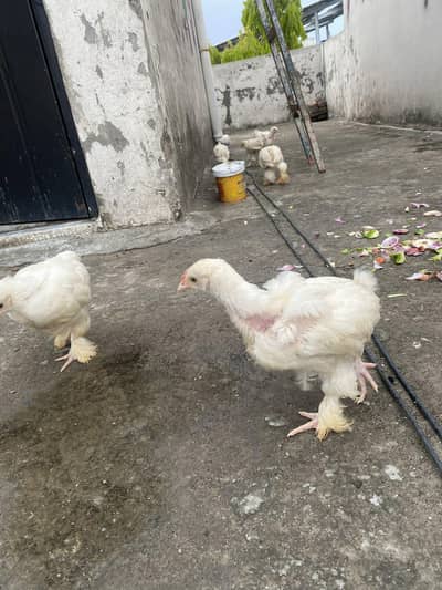 White heavy buff chicks