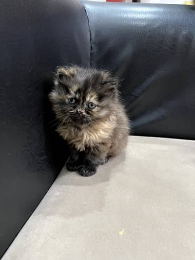 Persian Kitten/ Long Coat/ Semi punch Face Kitten/ Persian Kitten