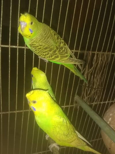 ustailion bards 2piar hay fast bredar han  pathy 03122842737