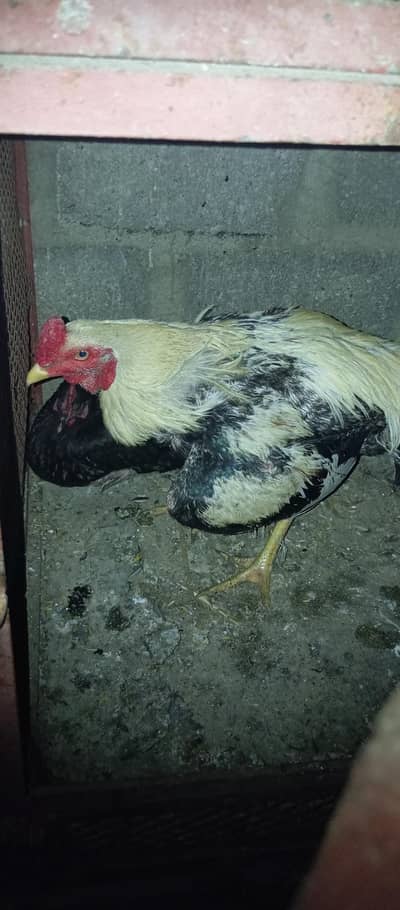 Cocktail pair Java Breeder Pair Kabotar Pair  hen's