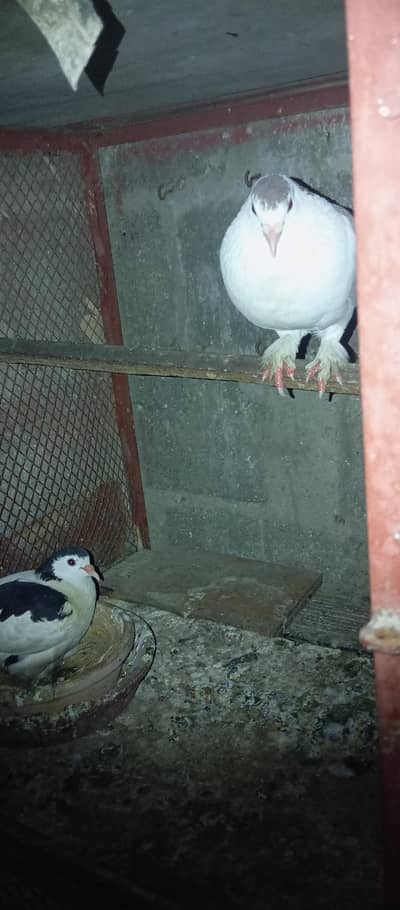 Cocktail pair Java Breeder Pair Kabotar Pair  hen's