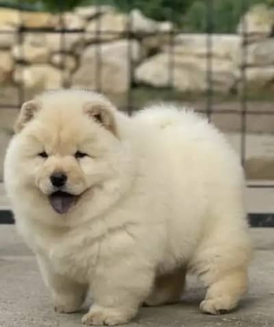 Chow chow puppies 92@330*5406*115