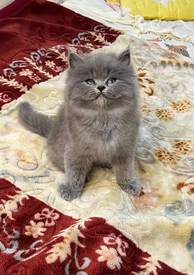 Cat Persian Persian kittens Blue eyes long hair 03/40\58/786\97:⁠-⁠!
