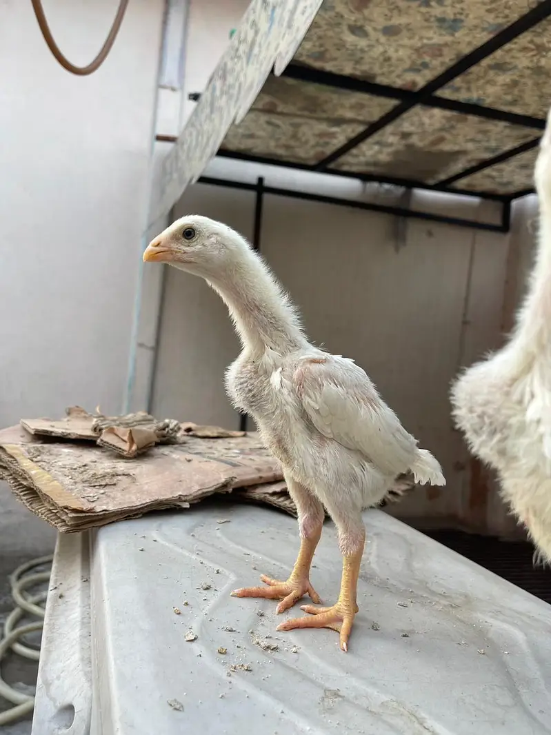 I am selling pure aseel shamo male — photo 5