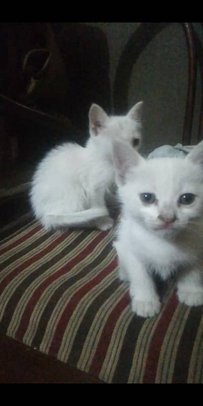 Russian cats baby for sale