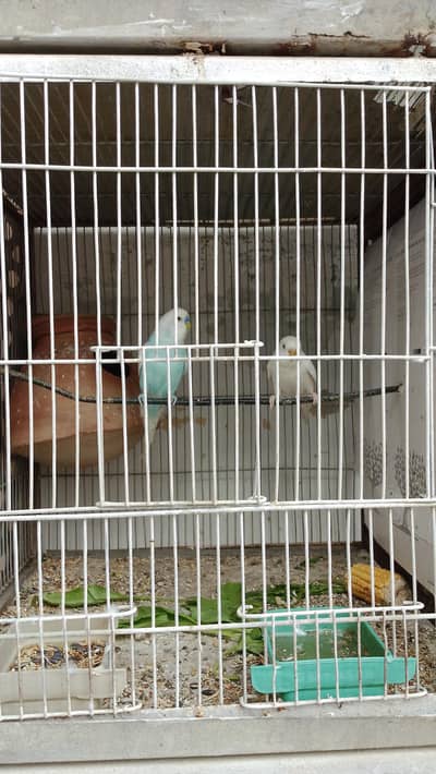 budgie for sale
