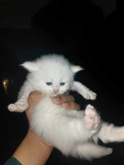Persian cat cute kitten age1 month and 15 days
