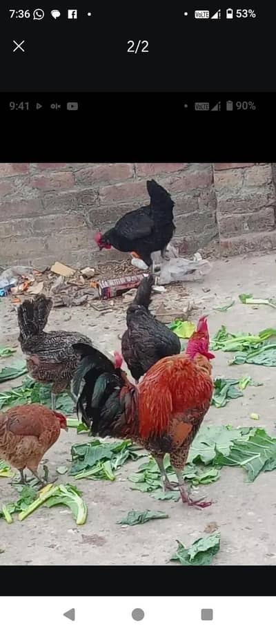 Desi murgiya for sale