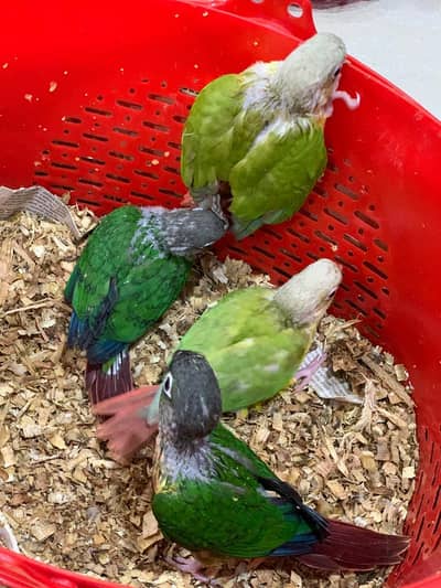 Green and Pineapple Conures (available)