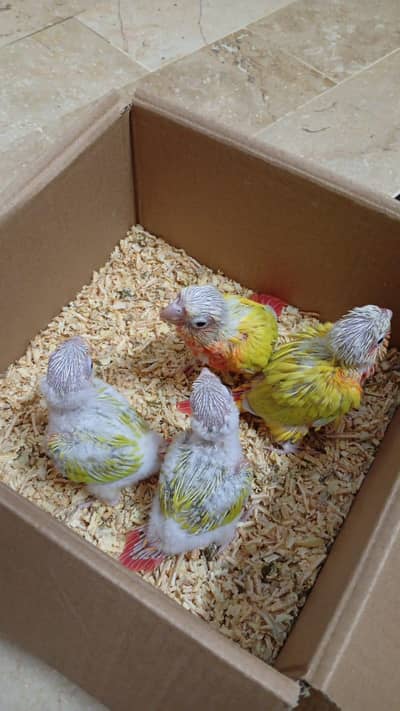 Suncheek High red Conures available