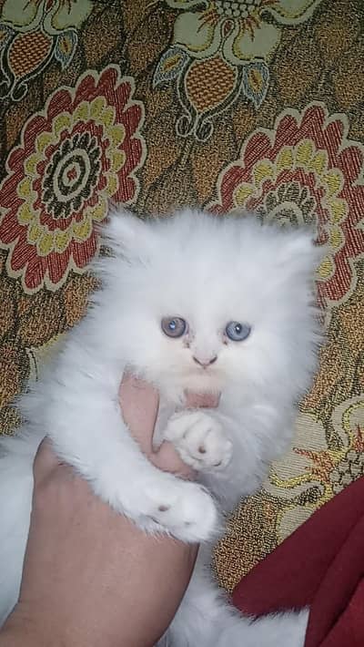 Persian kitten,odd eyes