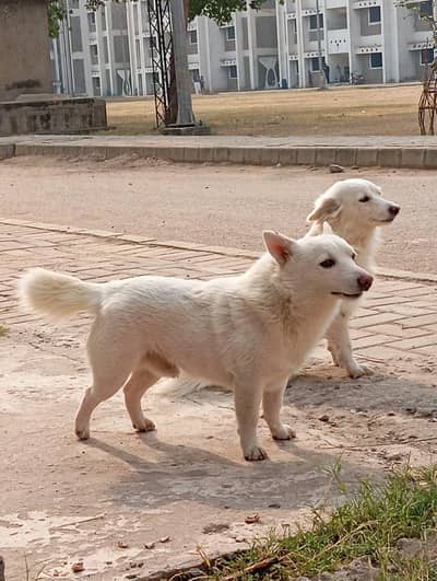 “Active & Smart Dog – Perfect for Home Security” --urgent Deal*