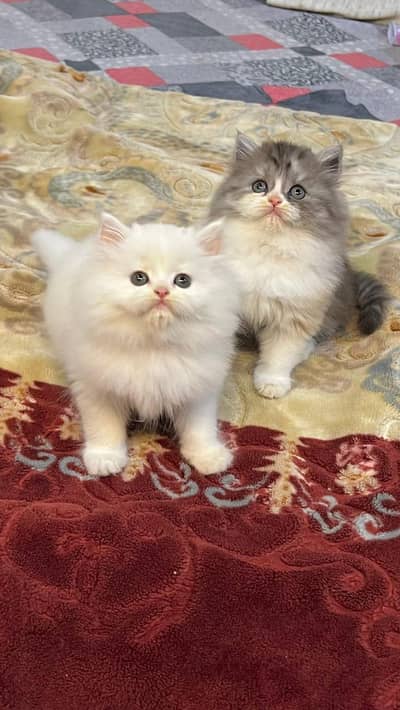 Cat Persian Persian kittens Blue eyes long hair 03/40\58/786\97:⁠'⁠(