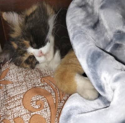 Double Coated Brown Persian Cat For Urgent Sale