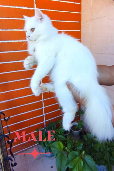 Persian cat for sale my WhatsApp number  03703659905