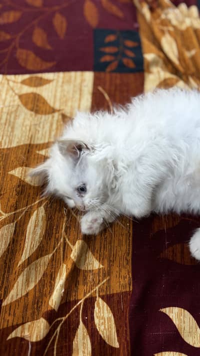Persian Cat triple coated long white fur blue eyes