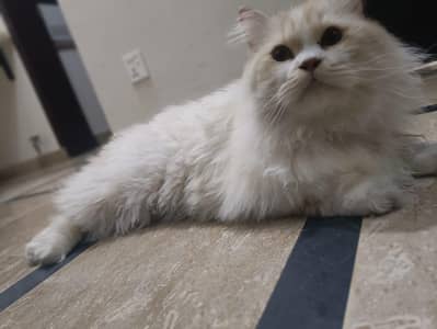 FREE Persian Cat