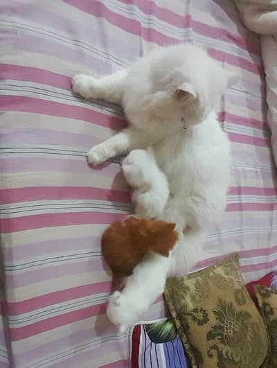 Persian kittens