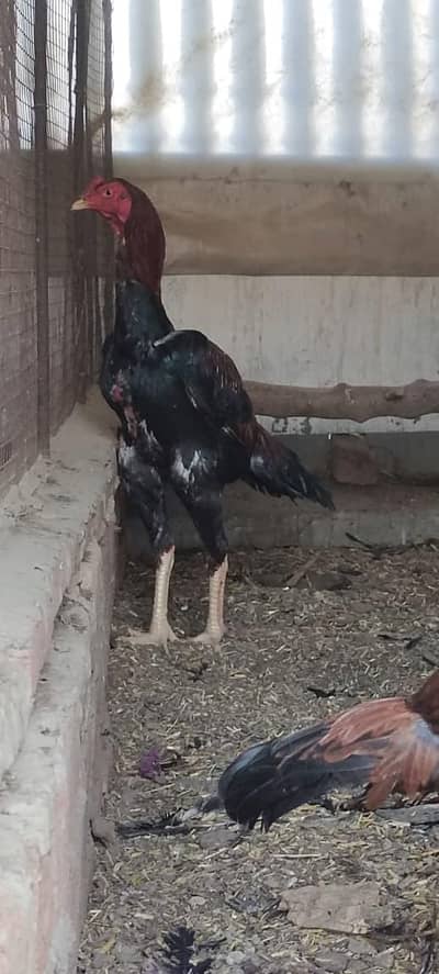 Top High quality Aseel birds