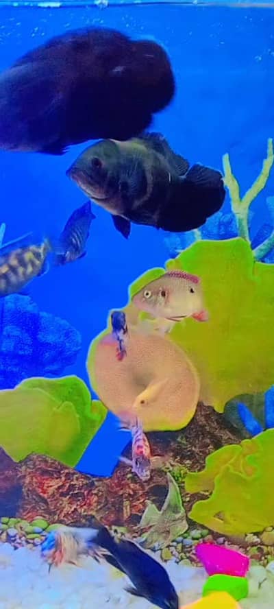 Meat Family Oscar , Cichlids, polar blue , red jewel , Albino Catfish