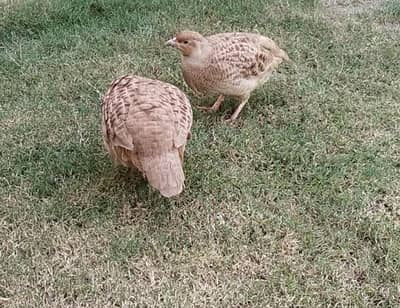 Golden Irani Female For Sale