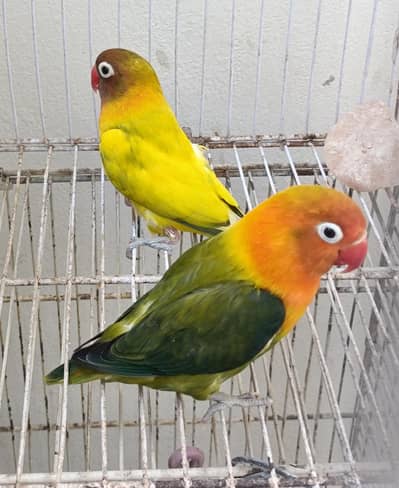 2 Breeder Pair 100% with eggs