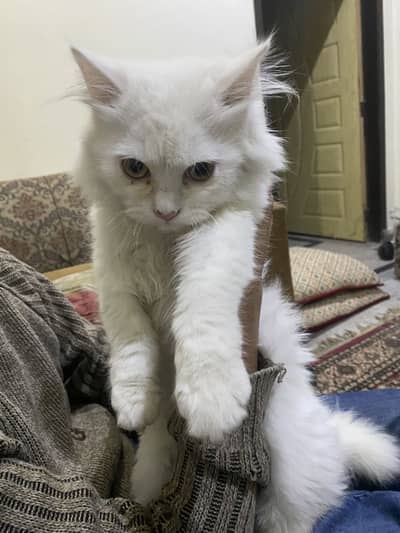 White persian double coated for sale