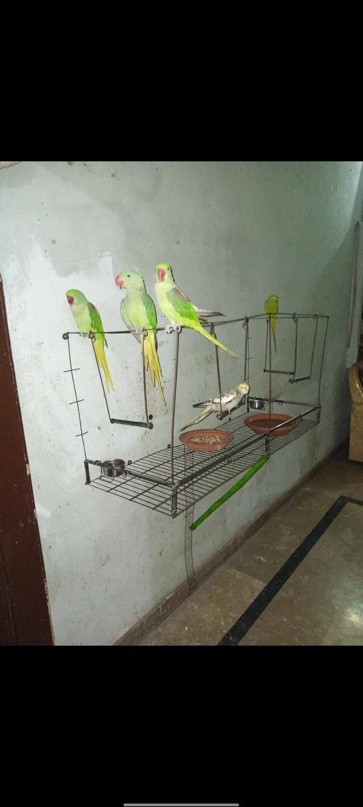 Parrot Stand 2