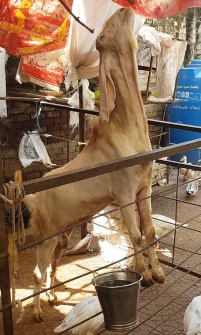 Goat for sale | Active and strong breeder