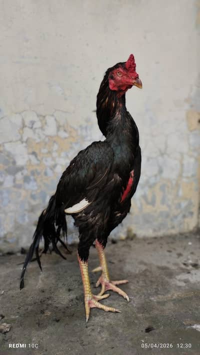 Pakistani Kalay Aseel