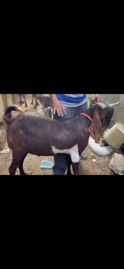 Kamori bakra or Tedda football bakray