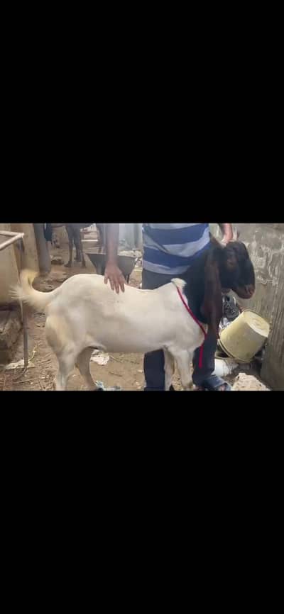 Kamori bakra or Tedda football bakray