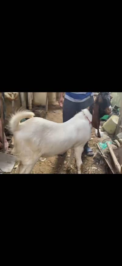 Kamori bakra or Tedda football bakray