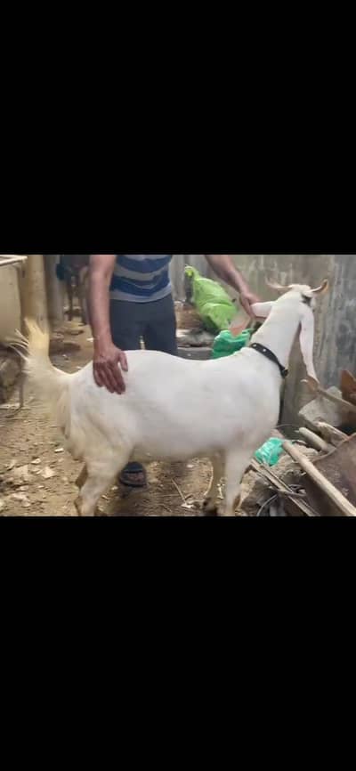 Kamori bakra or Tedda football bakray