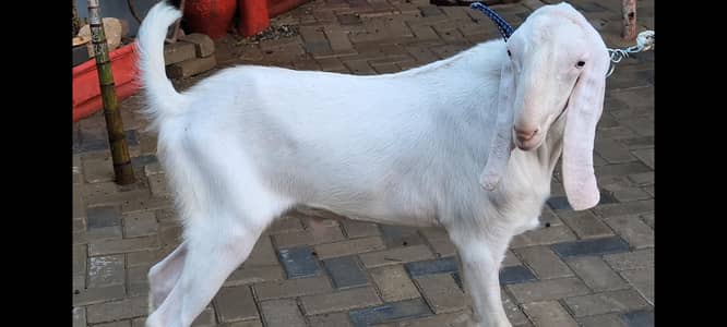 Gulabi Bakra Qurbani k Lea  2 Dant