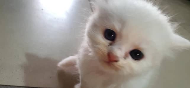 Pure Persian Cats for Sale – Healthy, Fluffy & Cute Kittens Available