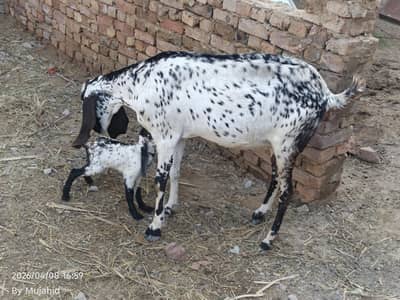 Taza soi hoi Desi bakri for sale