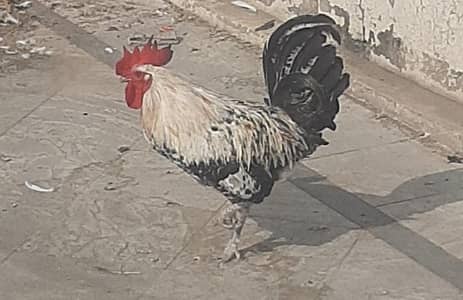 Golden misri ,Desi murga