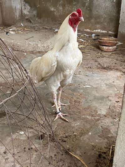 Aseel hera chicks Available