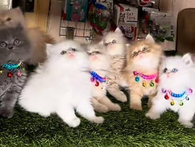 Cat Persian Persian kittens Blue eyes long hair 03/40\58/786\97