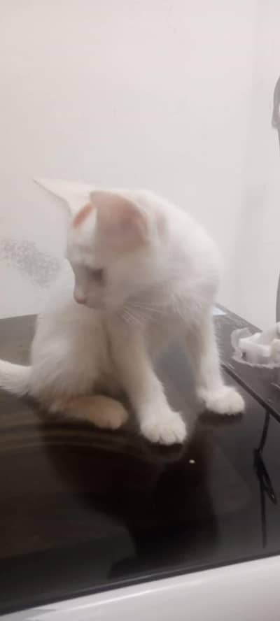 Persian cat for sale my WhatsApp number  03703659905