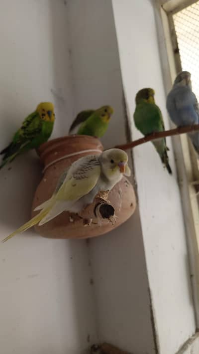 Budgies chicks