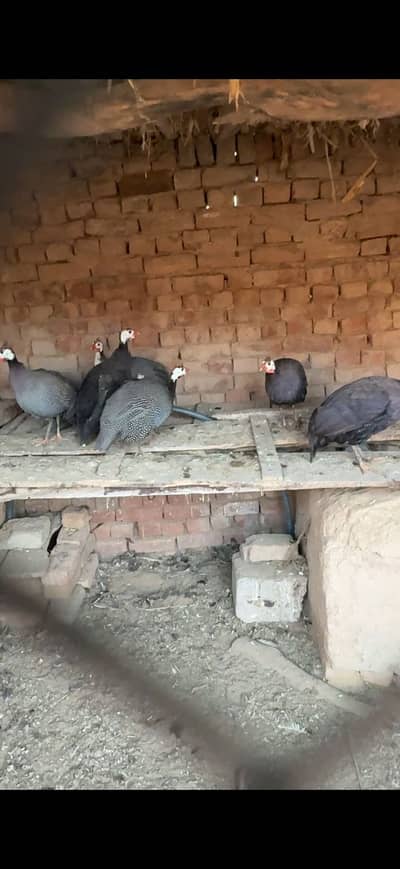 Guinea fowl chakoor for sale