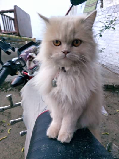 Persian cat for sale. .