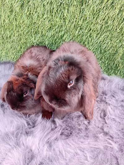 holland lop adalt pair