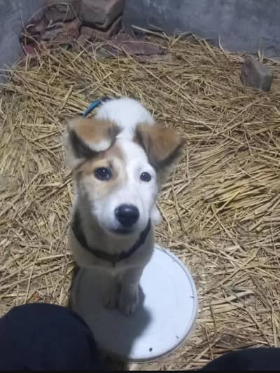 WhatsApp number 03041477200 is pa rabta Kara