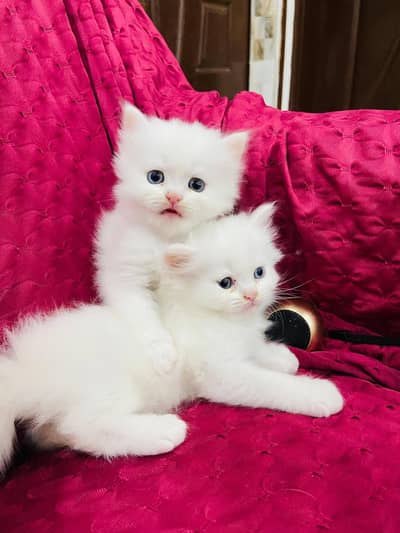 Persian cat for sale my WhatsApp number  03703659905