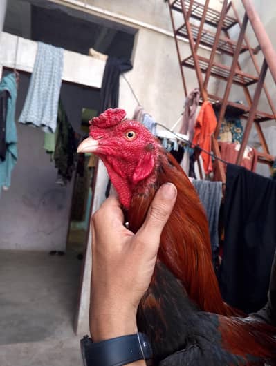 Miyawali asell murga for sel