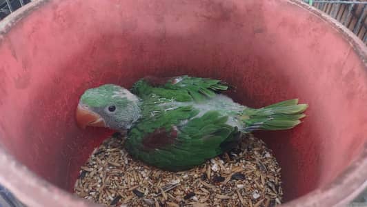 Phahri Kashmiri 4 chicks Malir moinabad1