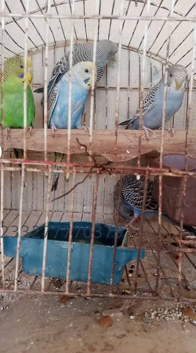 RAWALPINDI Australian parrots